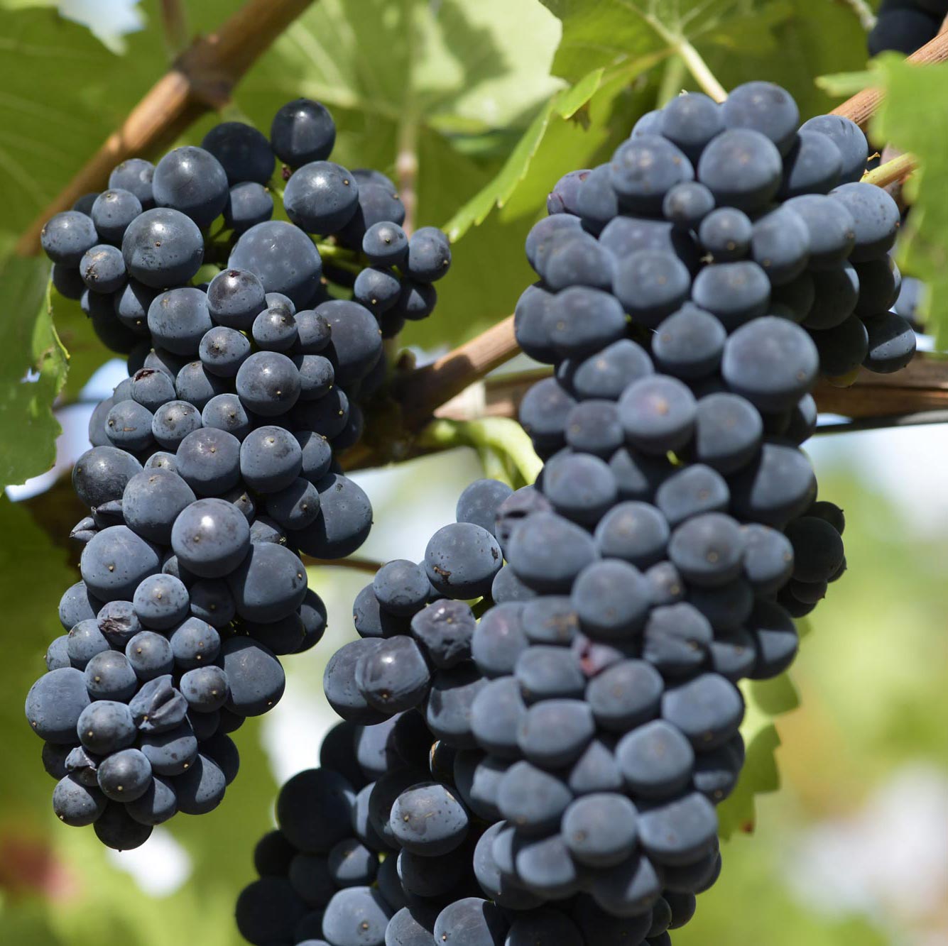 Domaine Pierre Rousseau - Vins et crémants de Bourgogne